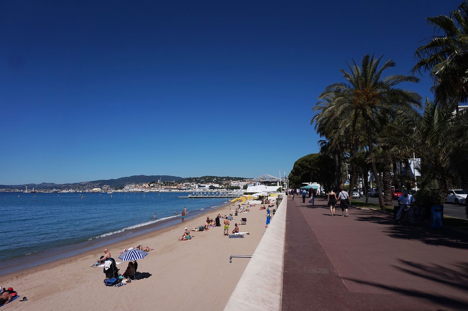 Palms along La Croisette in Cannes